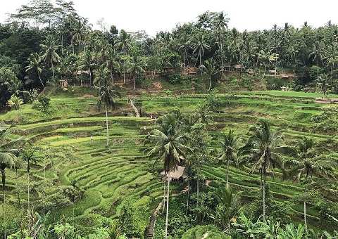 Bali Swing & Alas Harum Garden — A giant swing suspended over a tropical forest valley