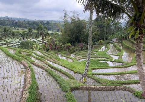 Jatiluwih Rice Terrace — A UNESCO World Heritage site spanning over 600 hectares