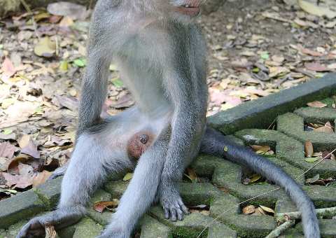 Ubud Monkey Forest — A sacred protected forest with three ancient temples