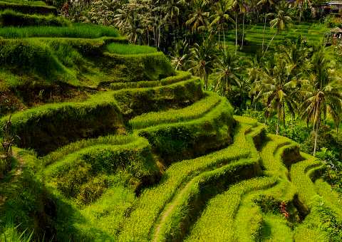 Tegalalang Rice Terrace — Iconic rice terraces built on the centuries-old Subak irrigation system
