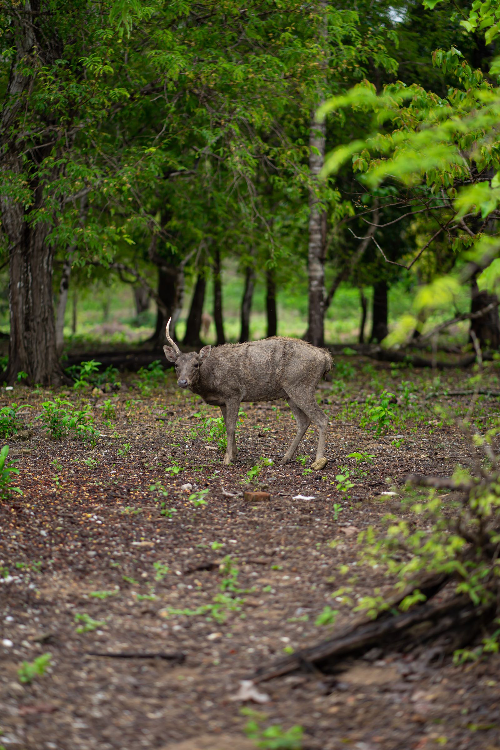 West Bali National Park & Menjangan Island