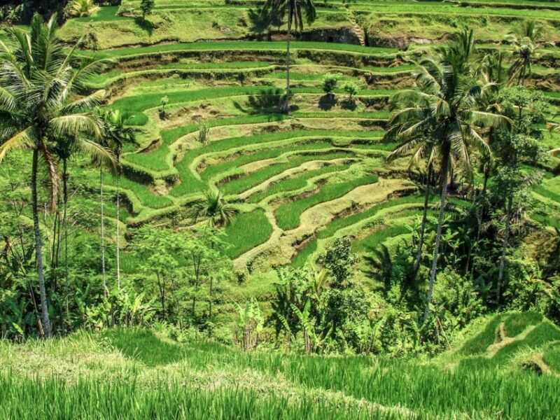 Tegallalang rice terraces