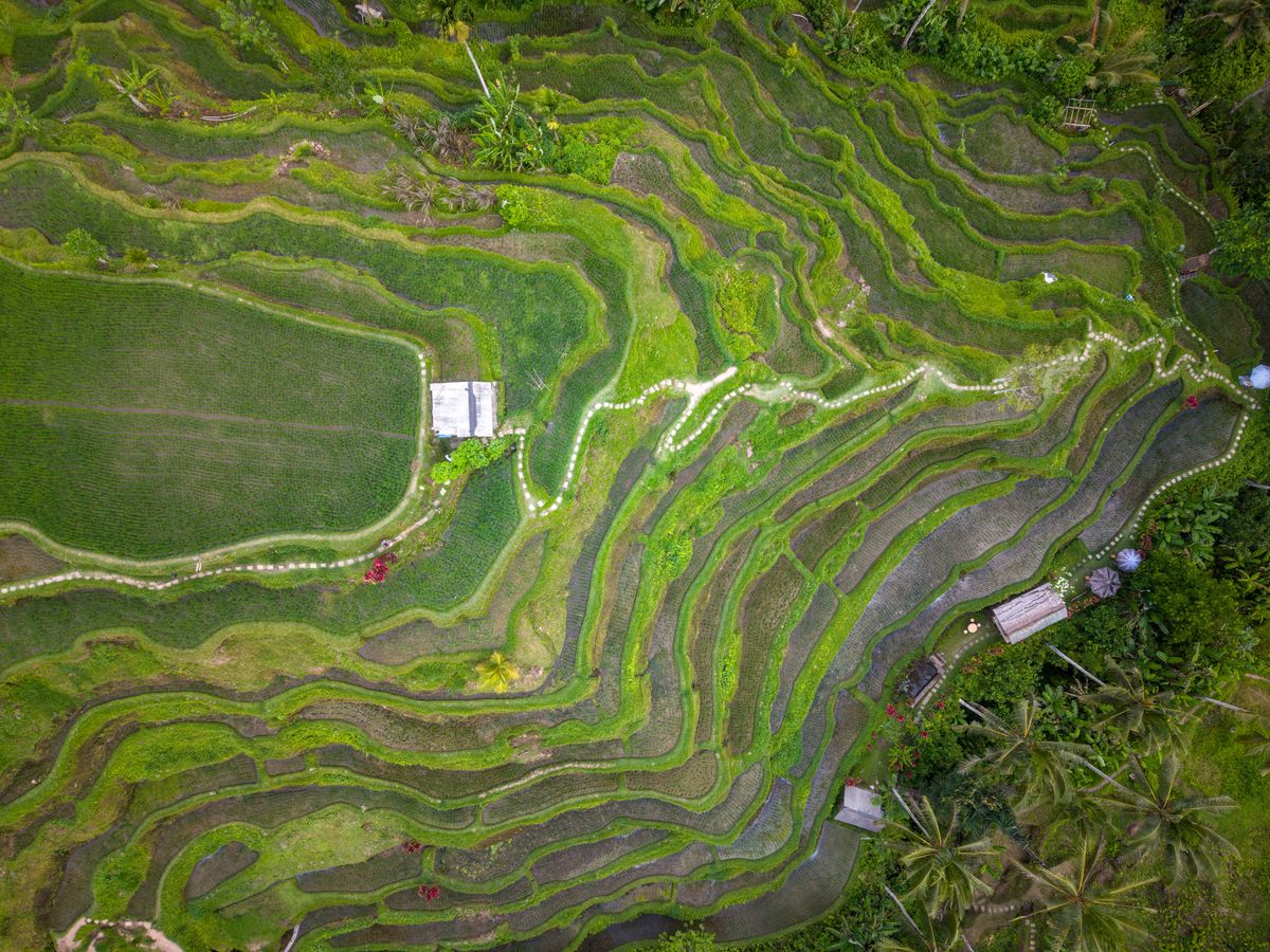 Sawah terasering Jatiluwih dan makan siang