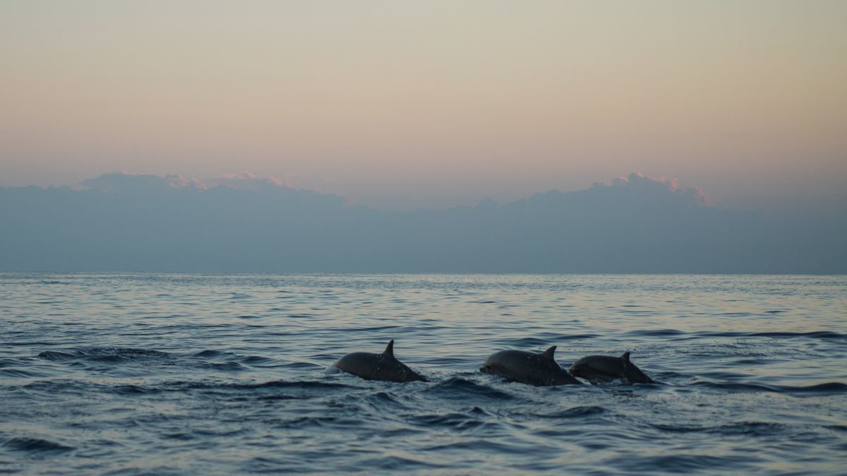 Dolphin watching in Lovina