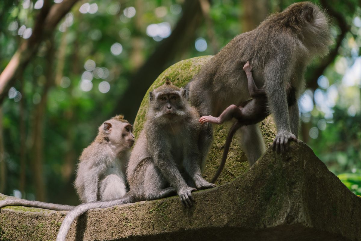 Sacred Monkey Forest