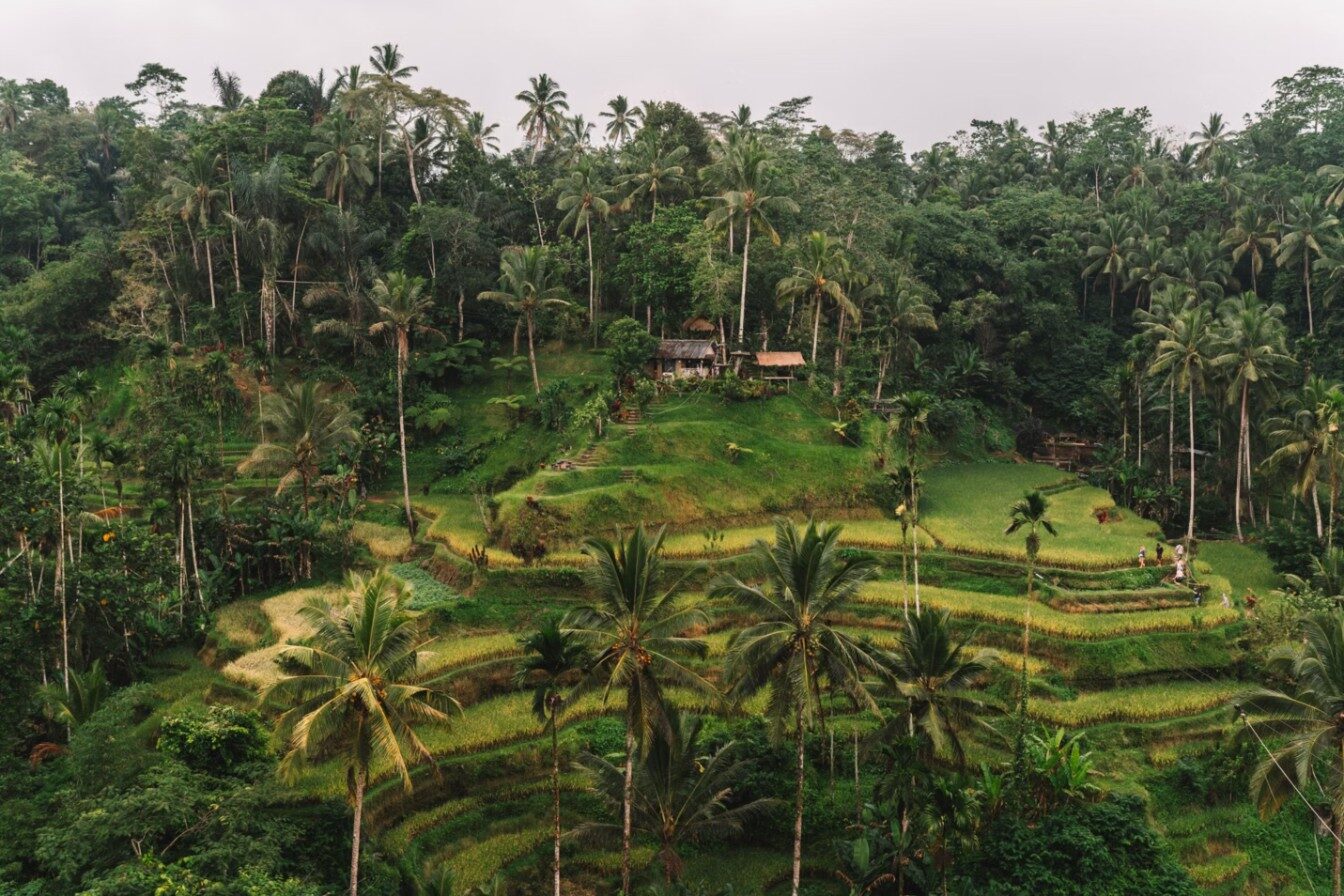 Jungle and rice fields near Ubud